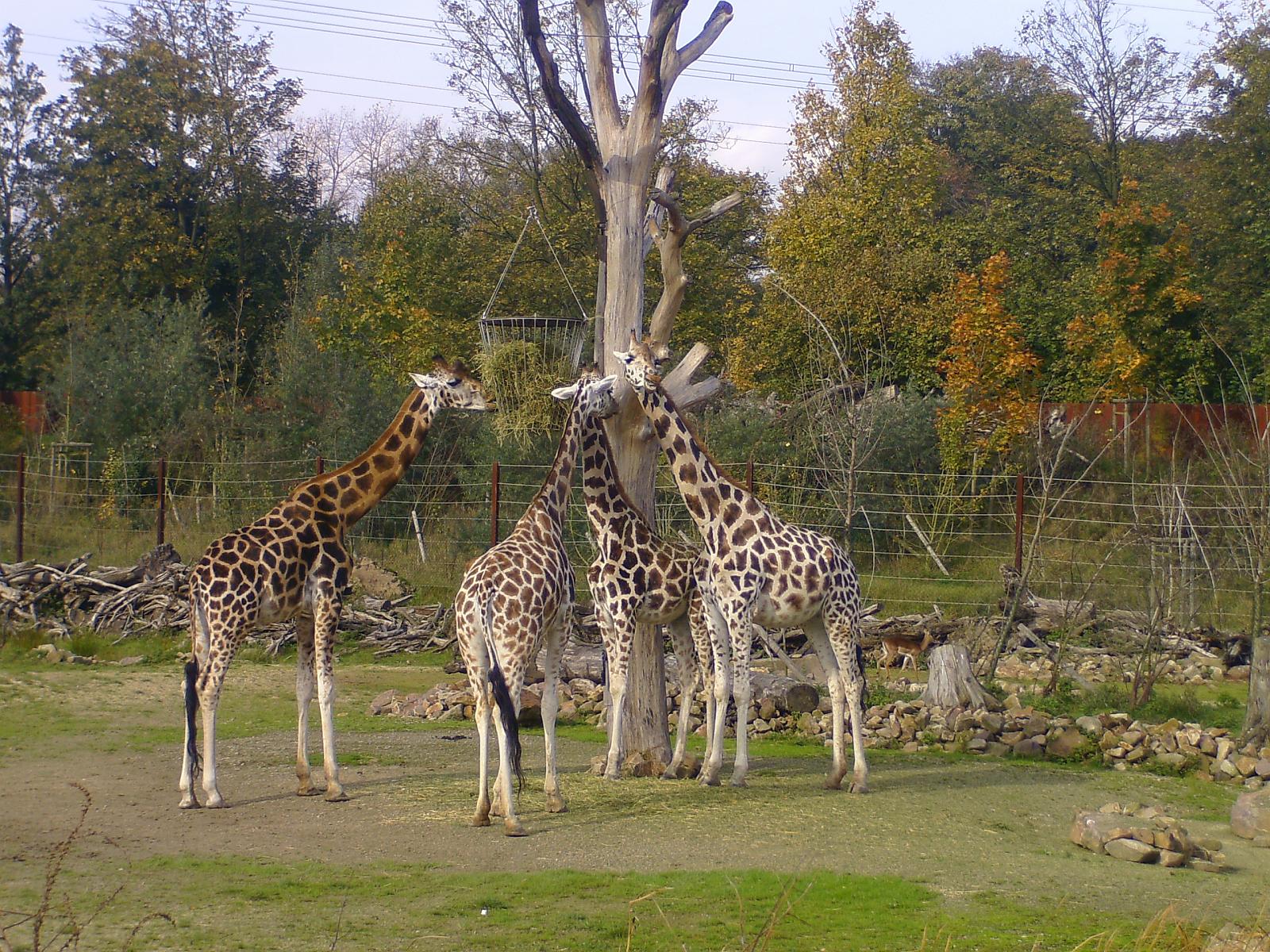 Zoom 18.10.08-109.jpg